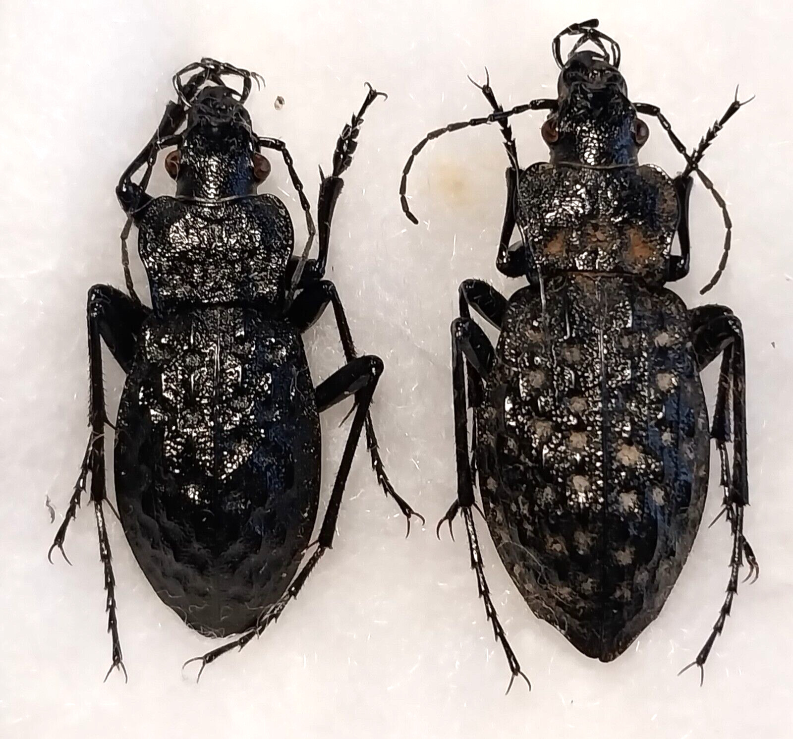 Carabus (Hydrocarabus) variolosus 1 pair A1, Carabidae from W. Ukraine