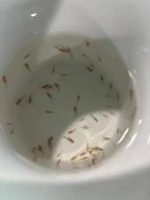 Live Brine Shrimp - Artemia franciscana - Live Food - quantity 50+