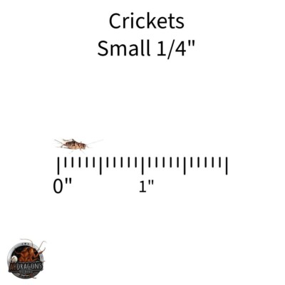 Live Crickets Size: Sm, Md, Lg Qty:100 -1000 USPS&FedEx Includes