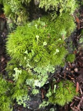 Live Lichen/Moss Variety Terrarium Fairy Garden Decor Cladonia Pixie Cup/Mood