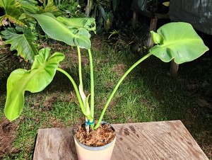 Philodendron rugosum aberrant Sow's Ear Pigskin Plant 5" Pot 17" Tall 22" Wide