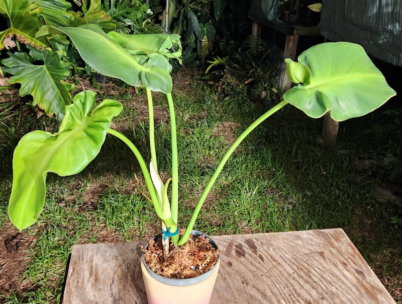 Philodendron rugosum aberrant Sow's Ear Pigskin Plant 5" Pot 17" Tall 22" Wide