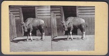 Gayal in Zoo enclosure  - old stereoscopic card