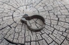 2d Original U.S. Civil War .58 Caliber Bayonet Locking Ring and screw Excellent