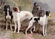 SALUKI DOG GREETING CARD BORZOI GREYHOUND DEERHOUND SIGHT HOUNDS NOTE CARD