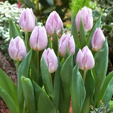 Easy to Grow Tulip Candy Prince 10 Plant Bulbs, Spring Single Group Zones 3-8