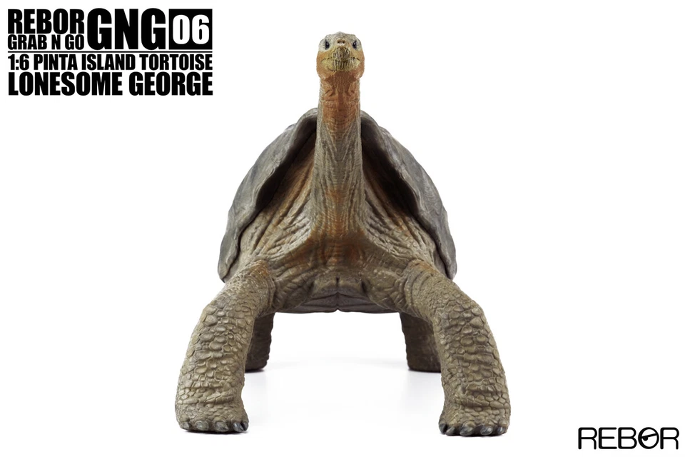 REBOR 1/6 Solitario George Modelo Galápagos Tortuga Gigante Animal Figura Juguetes Regalo Foto 3 de 4