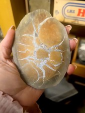 Duża septaria Septaria Cięta Polerowane Minerały Kolekcja Spadek 