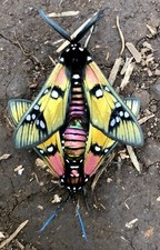 UNMOUNTED MOTH / MALE &FEMALE PRINCELY TIGER ...