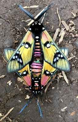 #ad #ad UNMOUNTED MOTH MALE amp;FEMALE PRINCELY TIGER MOTHS CHRYSOCALE PRINCIPALIS WOW $120.00