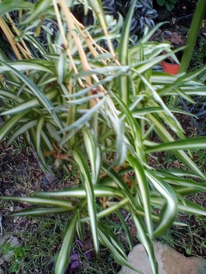 Variegated"SPIDER PLANT" Chlorophytum Comosum/PUP PLANT | eBay