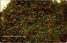 Pomona California CA : NATURE SCENE d/24 BA6860