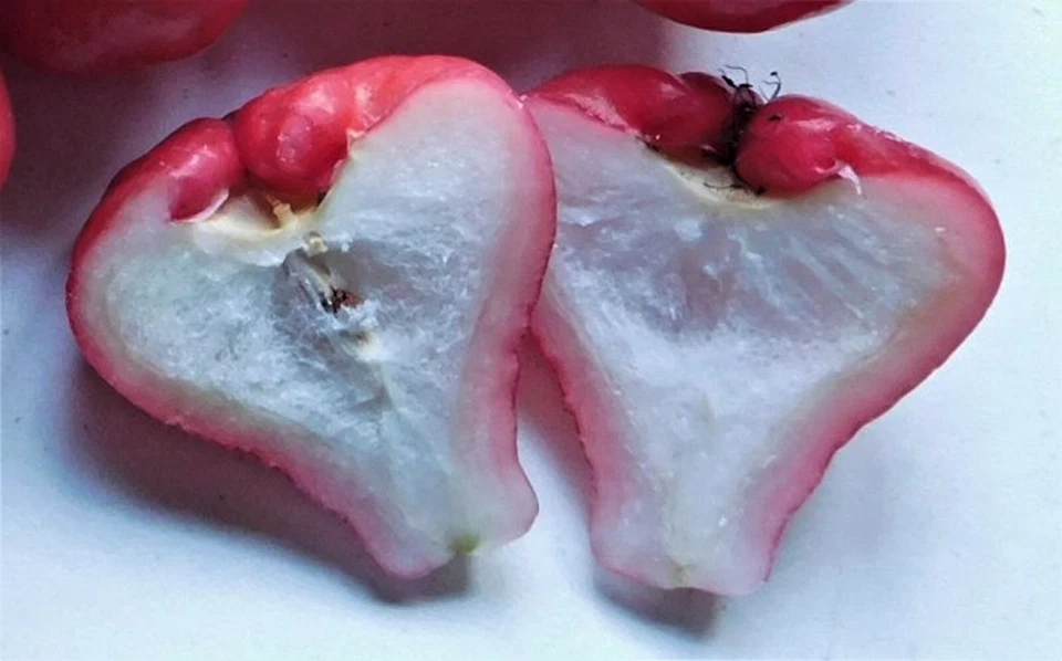 SYZYGIUM SAMARANGENSE SEEDLESS WAX APPLE AIR LAYER / MARCOT IN 100MM POT - image 3 of 4