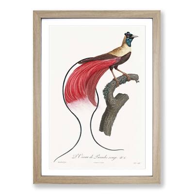 Roter Paradiesvogel Vintage Jacques Barraband Wandbild Kunstdruck gerahmtes Bild