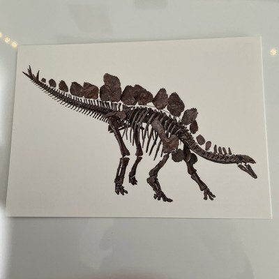 Stegosaurus Skelett Postkarte Dinosaurier Fossil, Nat Hist Museum PORTOFREI unversandt