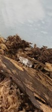 Panda King Isopods Cubaris Sp. 10 2 Clean-Up-Crew/Feeders