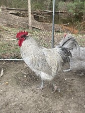 Lavender Orpington 12- Fertile Eggs