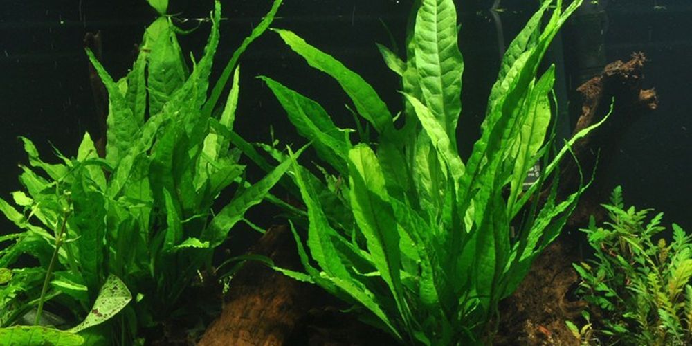 Pianta Madre Acquario Pianta Microsorum Pteropus AquaOne Nr.308 XL Acquario foto 2