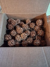 100 Sweet Gum Tree Balls. Recently Fallen and Dry. Hand Picked 