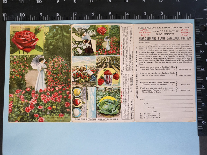 Beautiful colorful postal reply order card American Beauty Rose flower Company