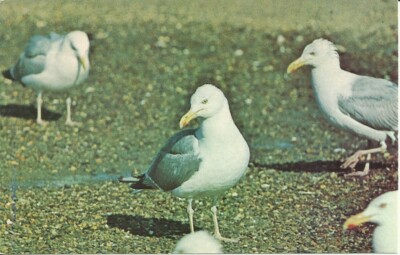 Sea Gulls at Cape Cod Massachusetts Vintage Unused Postcard