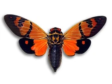 Real Gaenea festiva Orange Type Unmounted Cicada +70mm Butterfly Ready Ship USA