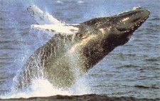 Humpback Whale Vintage Standard Postcard Addressed to President Reagan Unposted