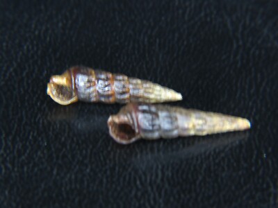 ZEACUMANTUS SUBCARINATUS: RARELY SEEN NZ SPECIES @ 18.05/16.98MM (11/82)!