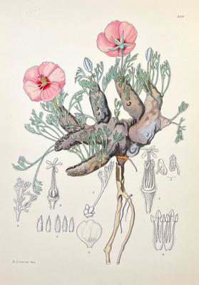 Antique Botanical Print Hand Colored Illustration Plate Bushman s Candle