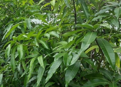 100 Mango Leaves Fresh Picked Organic Florida Tree Leaves For Medicinal Tea