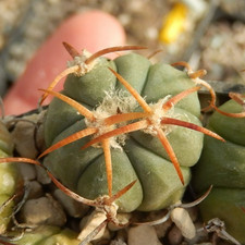 Echinocactus horizonthalonius RC-95 El Casco