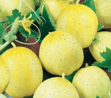 LEMON CUCUMBER SEEDS 50+ Vegetable GARDEN culinary SALAD pickling FREE SHIPPING