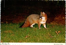The Grey Fox, Found Throughout North America 1971 Postcard