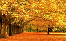 Landscape trees fall nature park fallen Custom Gaming Mat Desk