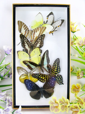 Real Beautiful Butterflies Preserved in 3D Showcase - Museum Quality - Art 14