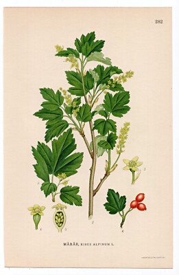 1926 Lindman Botanical Flower Print, Mountain Currant, Alpine Currant