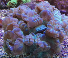 Live Frag Fox Coral ( Nemenzophyllia ) Reef Tank Beginner Coral Saltwater Tank