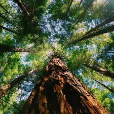 Redwood & Cedar Type Fragrance Oil for candle/soap making Free Shipping