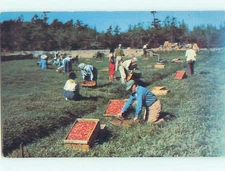Pre-1980 HARVEST TIME Edaville - South Carver Massachusetts MA 60k cards hn5554