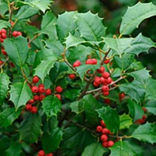 American Holly Tree Seedling 10-15 Bareroot American Holly Tree Seedling 10-15 Bareroot