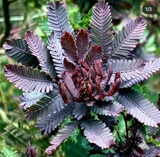 Purple Mimosa Tree Seeds (Acacia Baileyana v. Purpurea) Fern Leaf, Yellow Flower