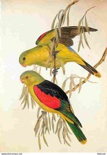 Postcard - Animals - Birds - Parakeets - CPM - See Scans Duplex - Po