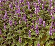 HYSSOP LAVENDER LICORICE MINT Agastache Foeniculum - 10,000 Bulk Seeds