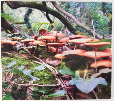 The Mushroom Project   The Mushroom Project CD Album in Digipak 2015