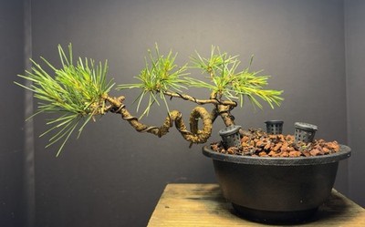 dracaena for sale Dracaena Marginata Braided | Large Houseplants for Delivery