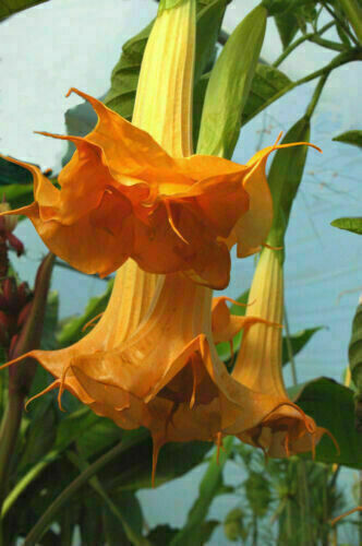 DOPPELTE ORANGE DATURA METEL - BRUGMANSIA, 15 Samen + GRATIS - Bild 2 von 3