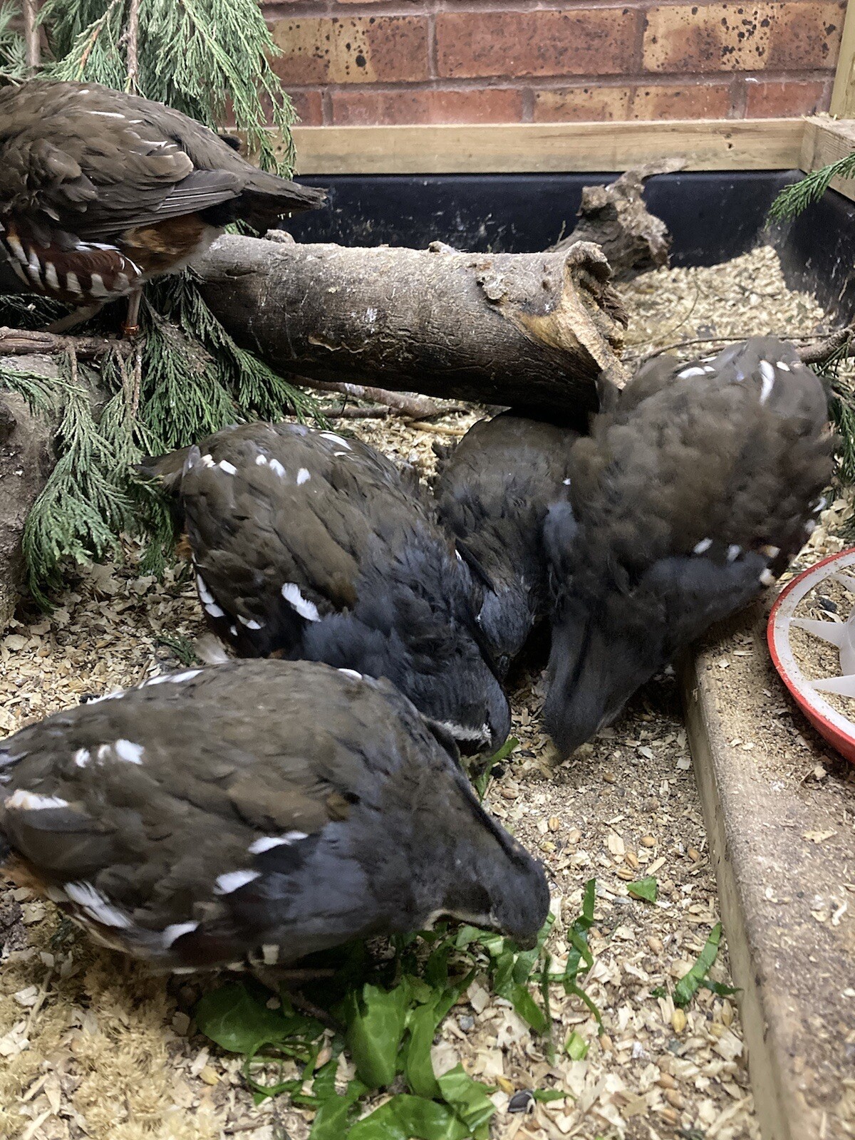 6 Mountain Quail Hatching Eggs eBay