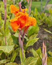 1 Canna Rhizome, Perennial Flower Roots, Outdoor Garden Bedding Plant