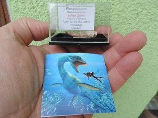 schöner Zahn vom Plesiosaurus aus Marokko