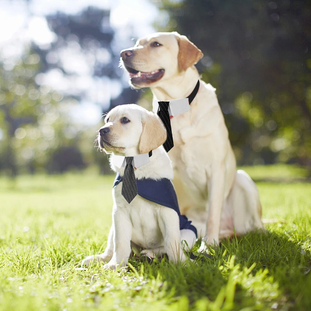 Dog bowtie collar wedding online